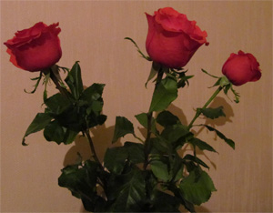 Розы красные. Свежие. Три штуки. Бесплатно.
