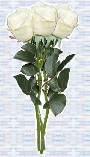 Цветы. Три белых розы.