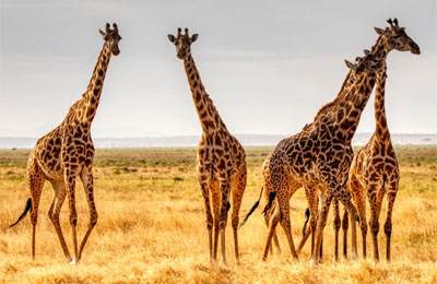Кения. Жирафы.
