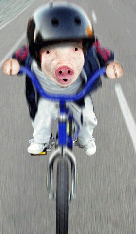 Свинья на велосипеде