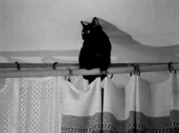 Кот сидит наверху штор.