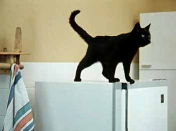 „ерный кот на холодильнике изучает »ван ¬асильевича.