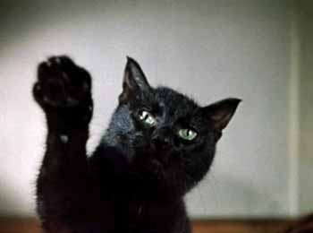 Черный кот.