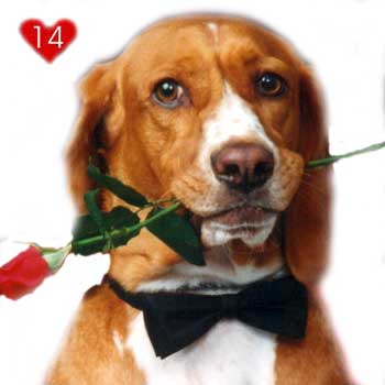 День Святого Валентина. Влюбленная собака.